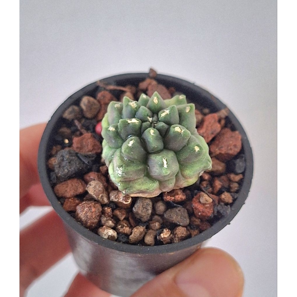 Gymno kikko. Gymnocalycium kikko, bibit kaktus tanaman sukulen.