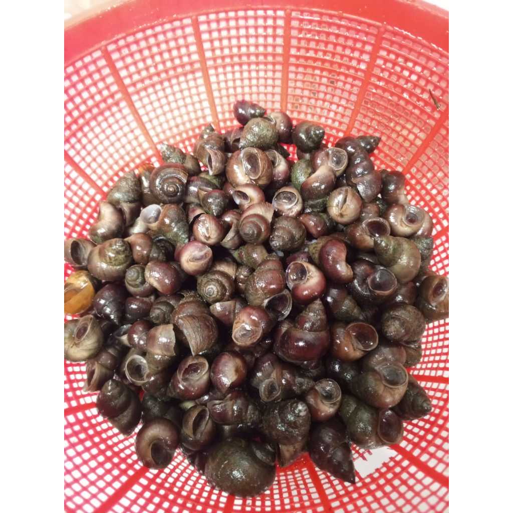 Tutut Sawah Fresh 1kg Frozen Siap Masak