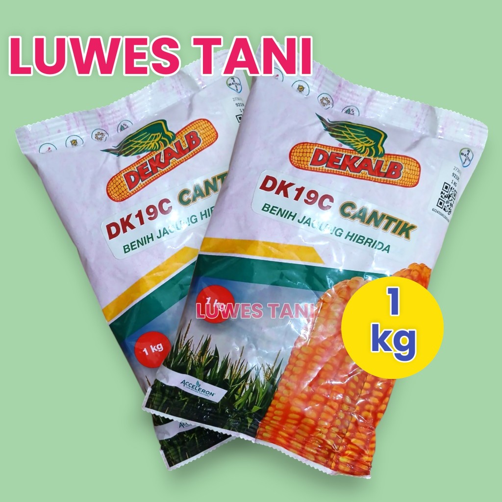 Benih Jagung Hibrida DK 771 - 1kg, Tahan Penyakit, Hasil Tinggi, Panen Cepat