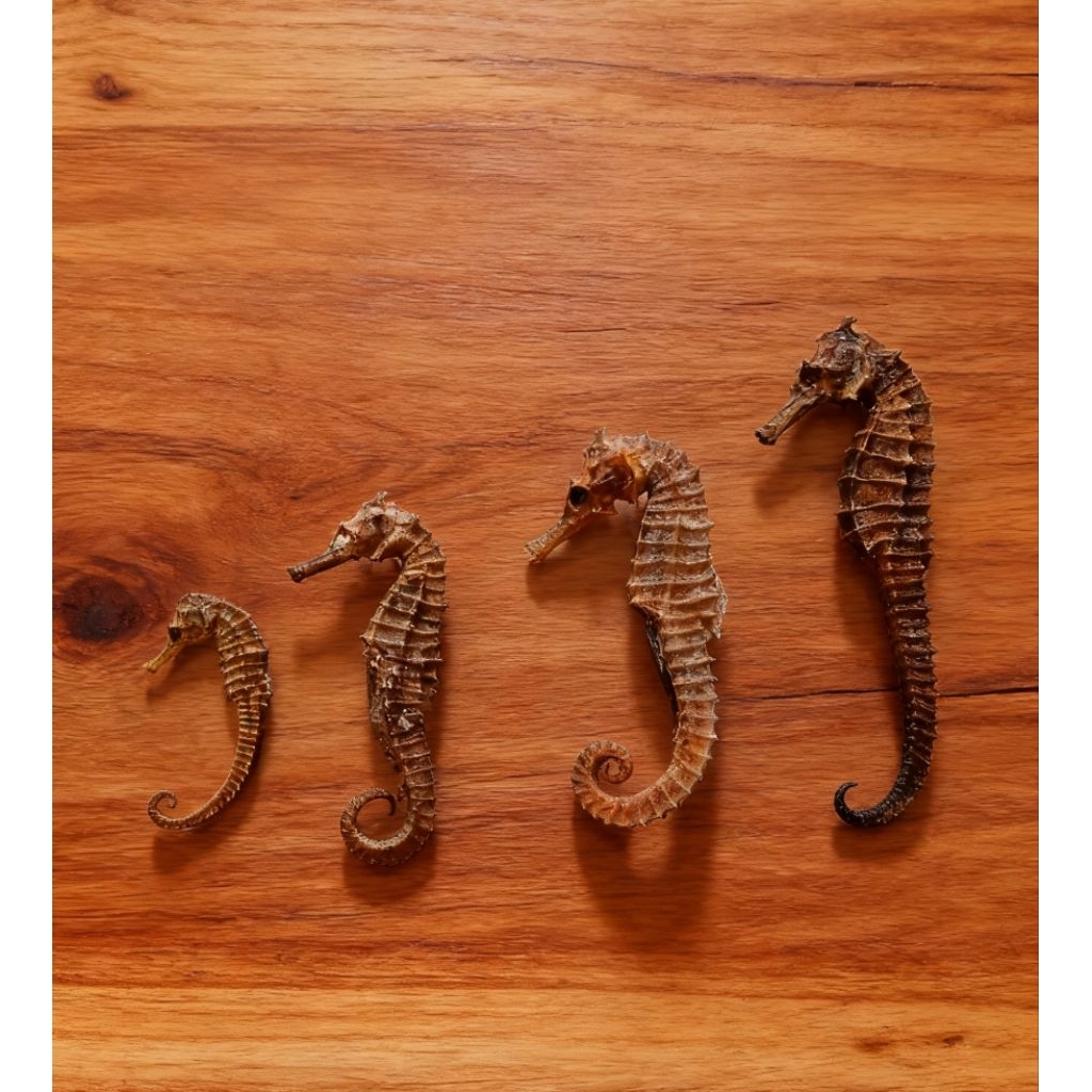 Kuda laut kering super