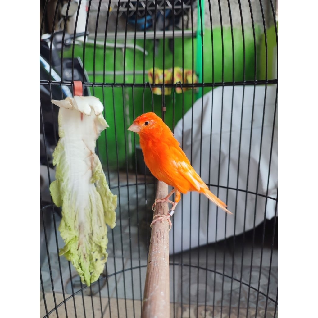 kenari merlok gacor siap ternak