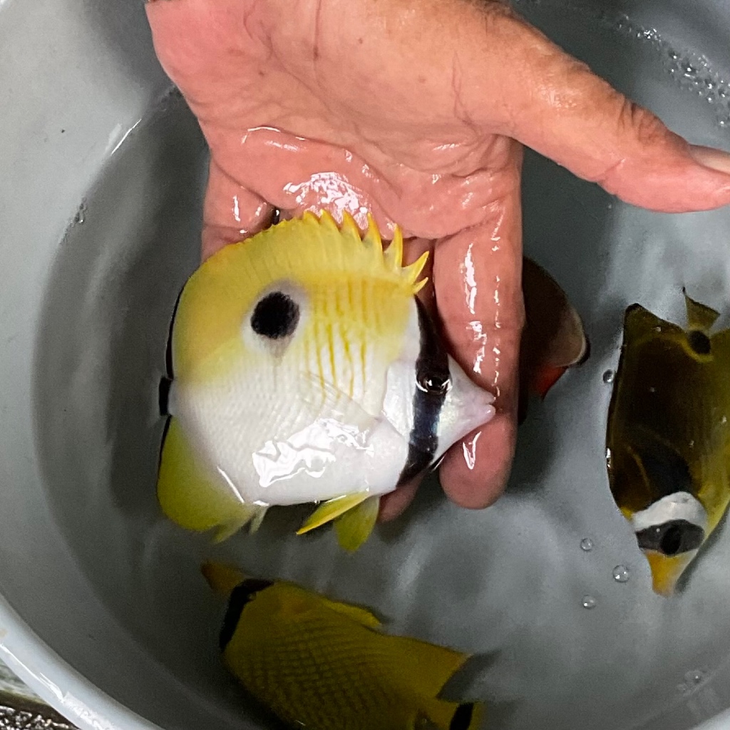 Ikan Hias Laut Kepe Bulan Susu