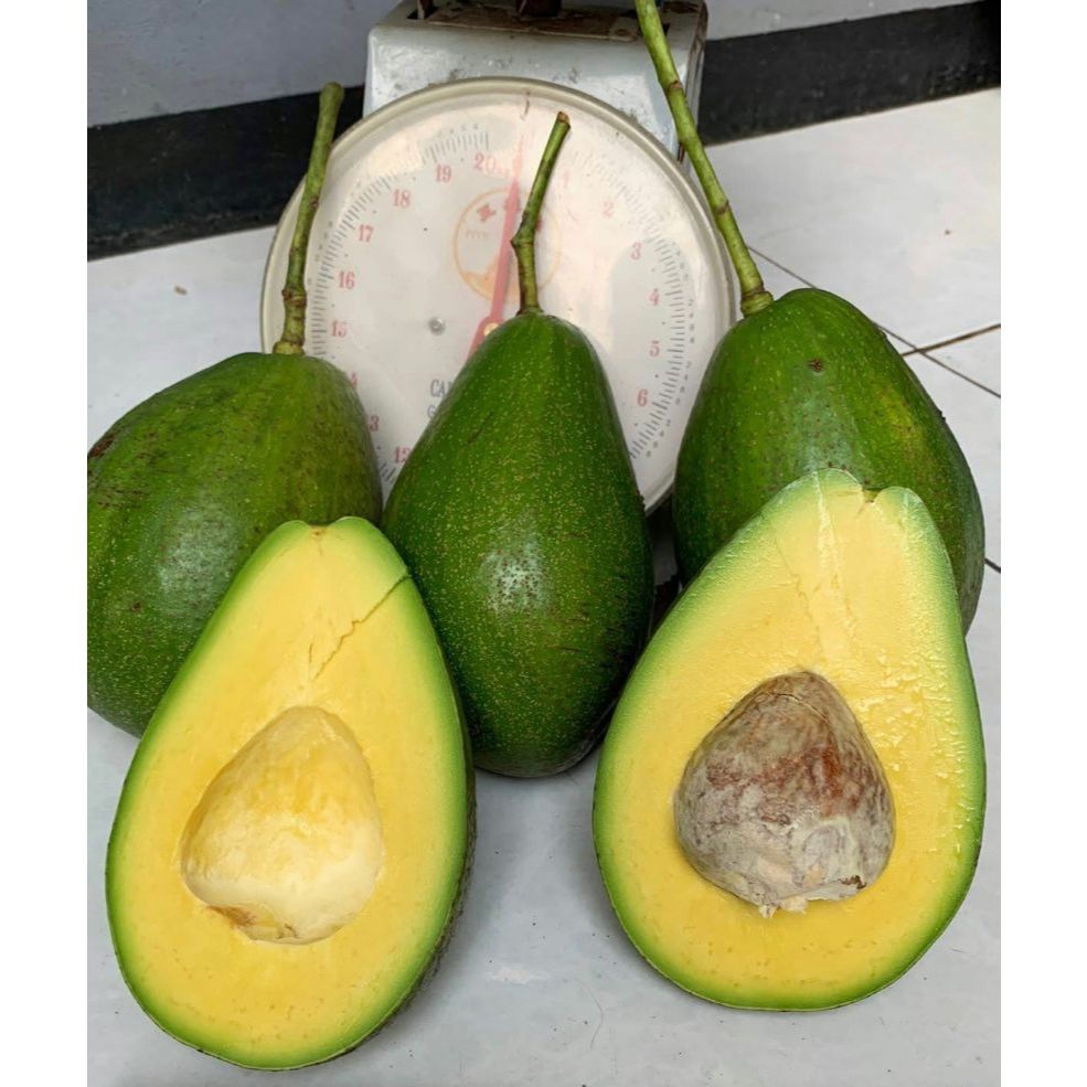 Alpukat Aligator 1 Kg isi 1-3