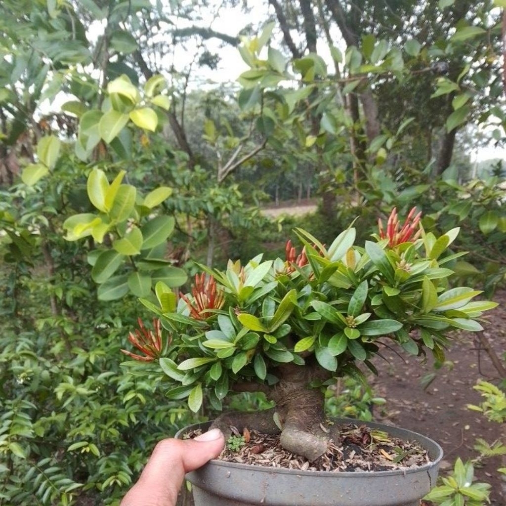 bonsai asoka merah mame