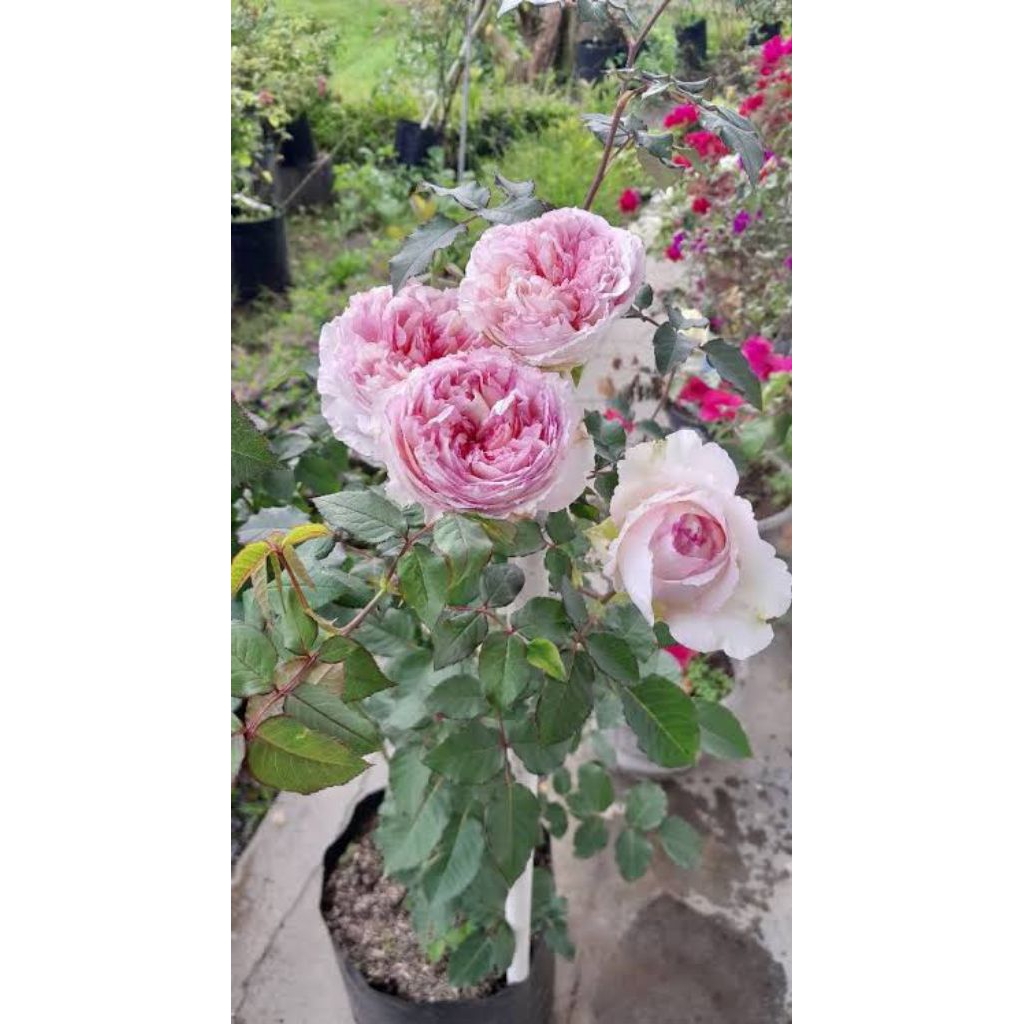 Mawar import TRAUMEREI indukan wangi berbunga besar berkualitas