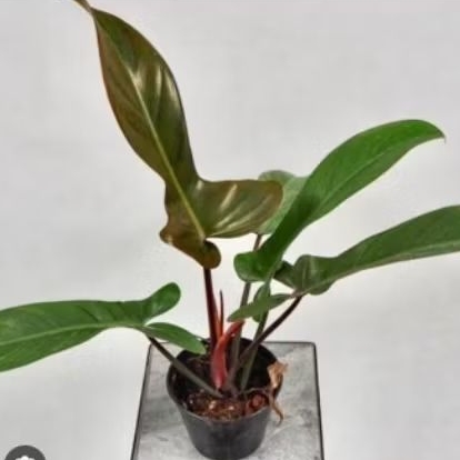 Philodendron Florida Bronze