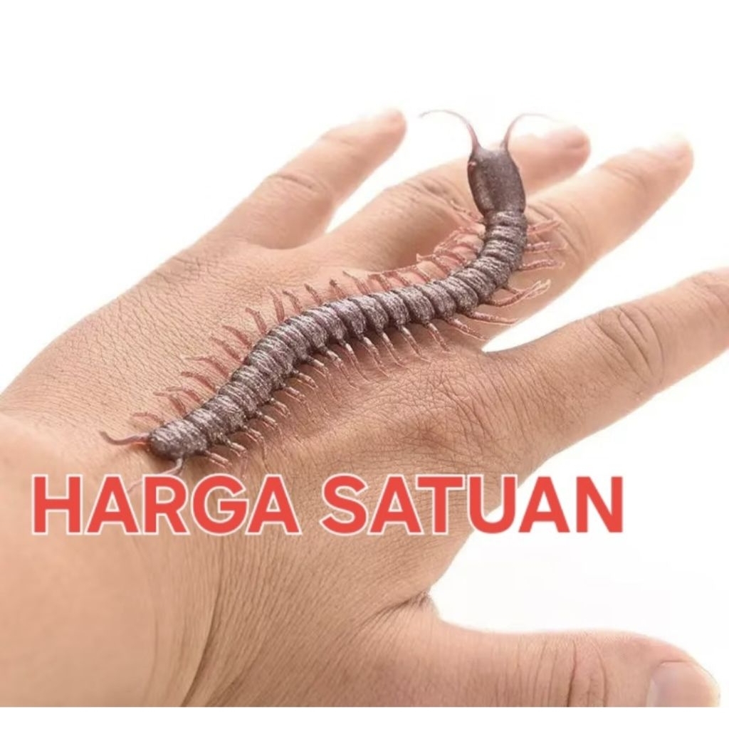 mainan simulasi kelabang karet