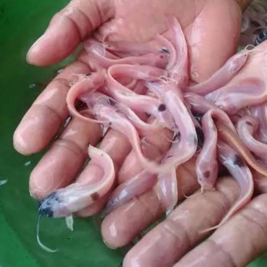 Lele hias Albino termurah ukuran 7-9cm