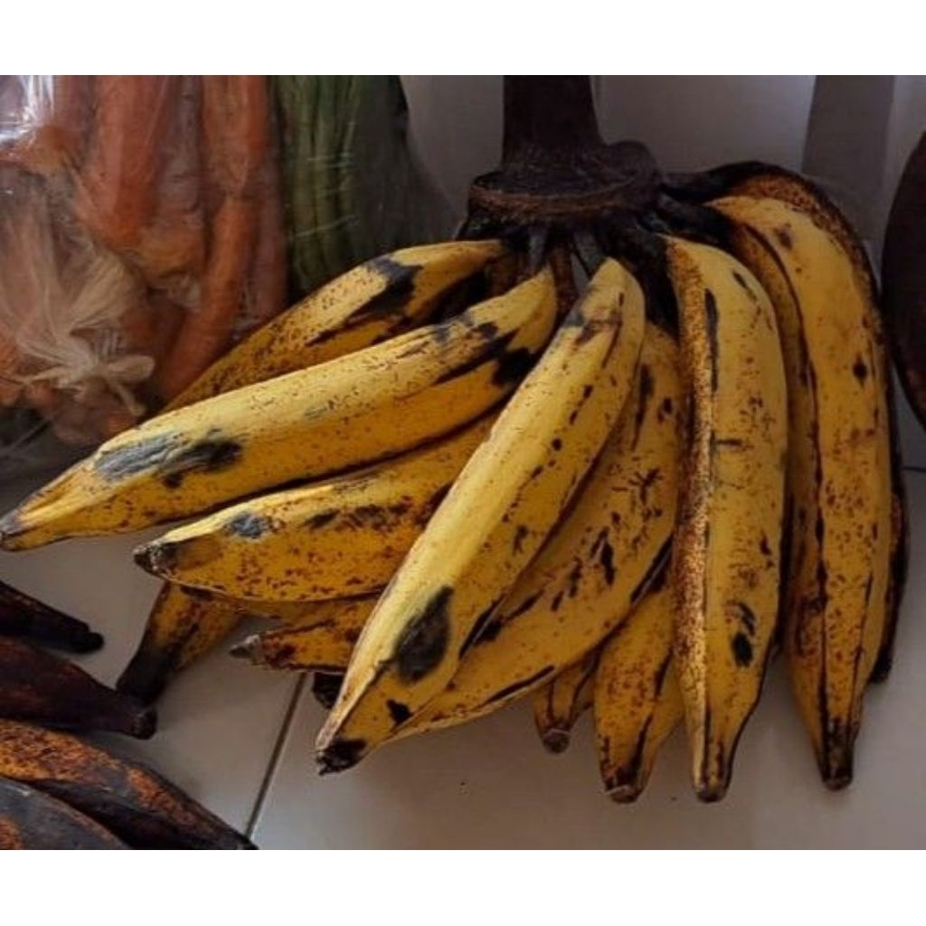 pisang tanduk super segar fresh asli dari kebun muria