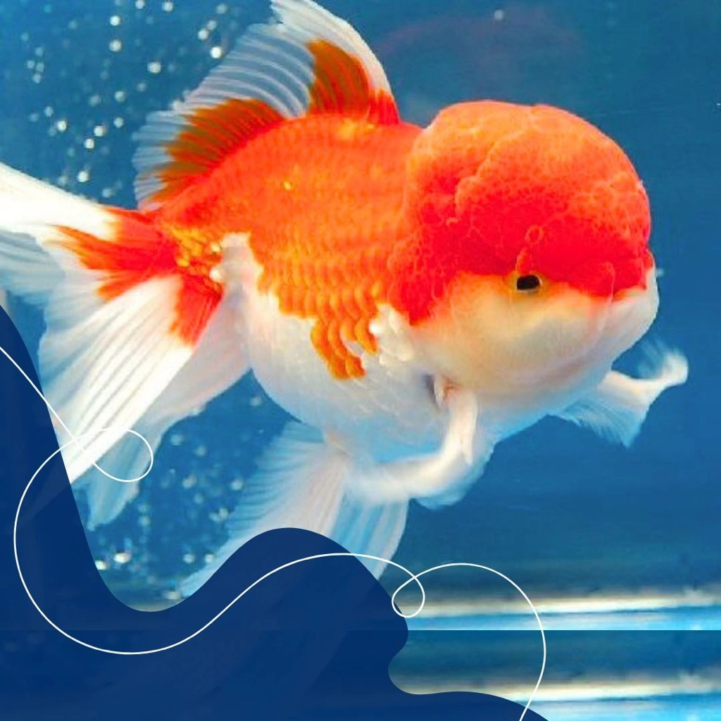 koki oranda sakura sizes 8-10 cm sudah berjambul