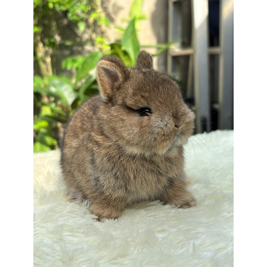 kelinci netherland Dwarf , kelinci ND , kelinci ND chesenut , kelinci hias