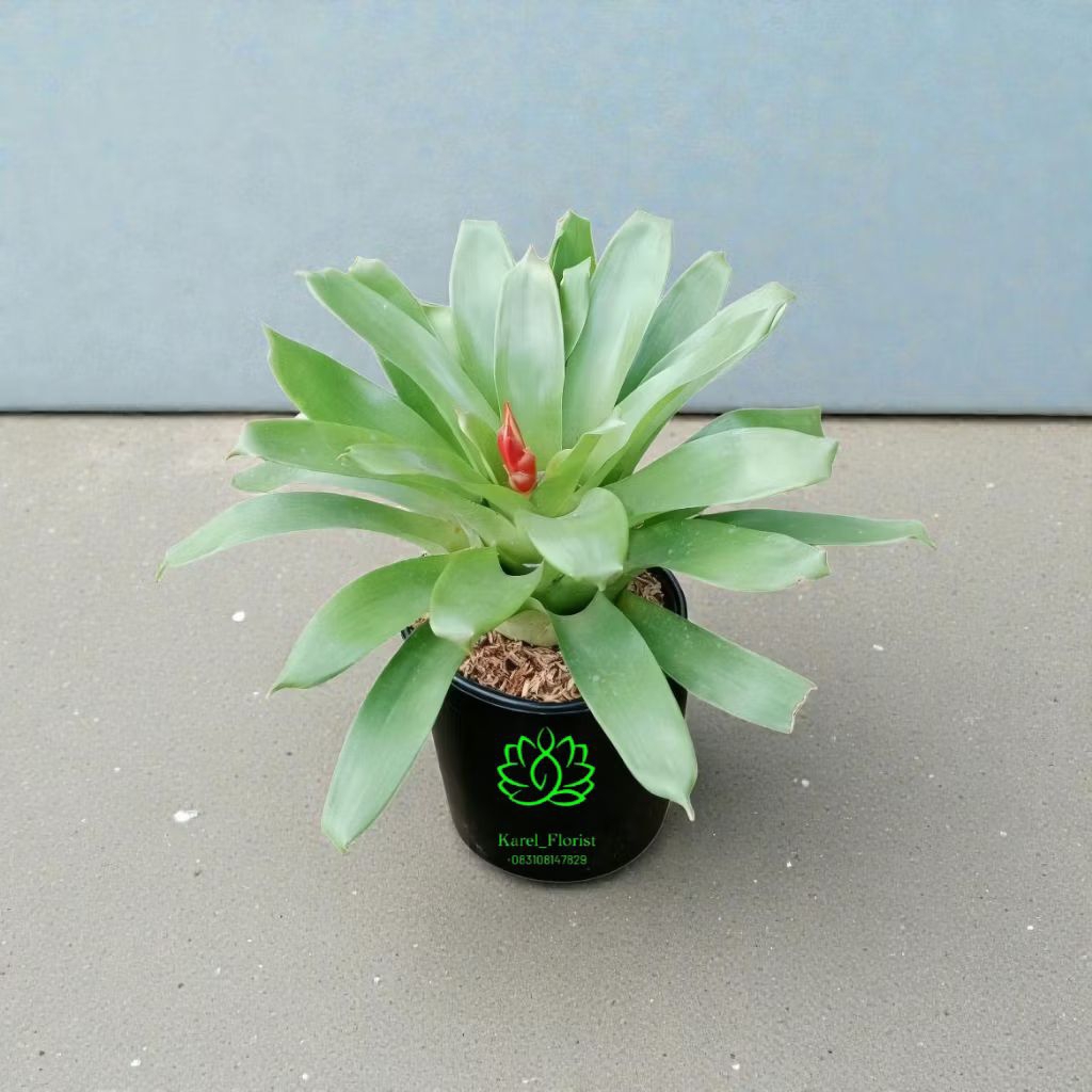 tanaman Bromelia  vriesea