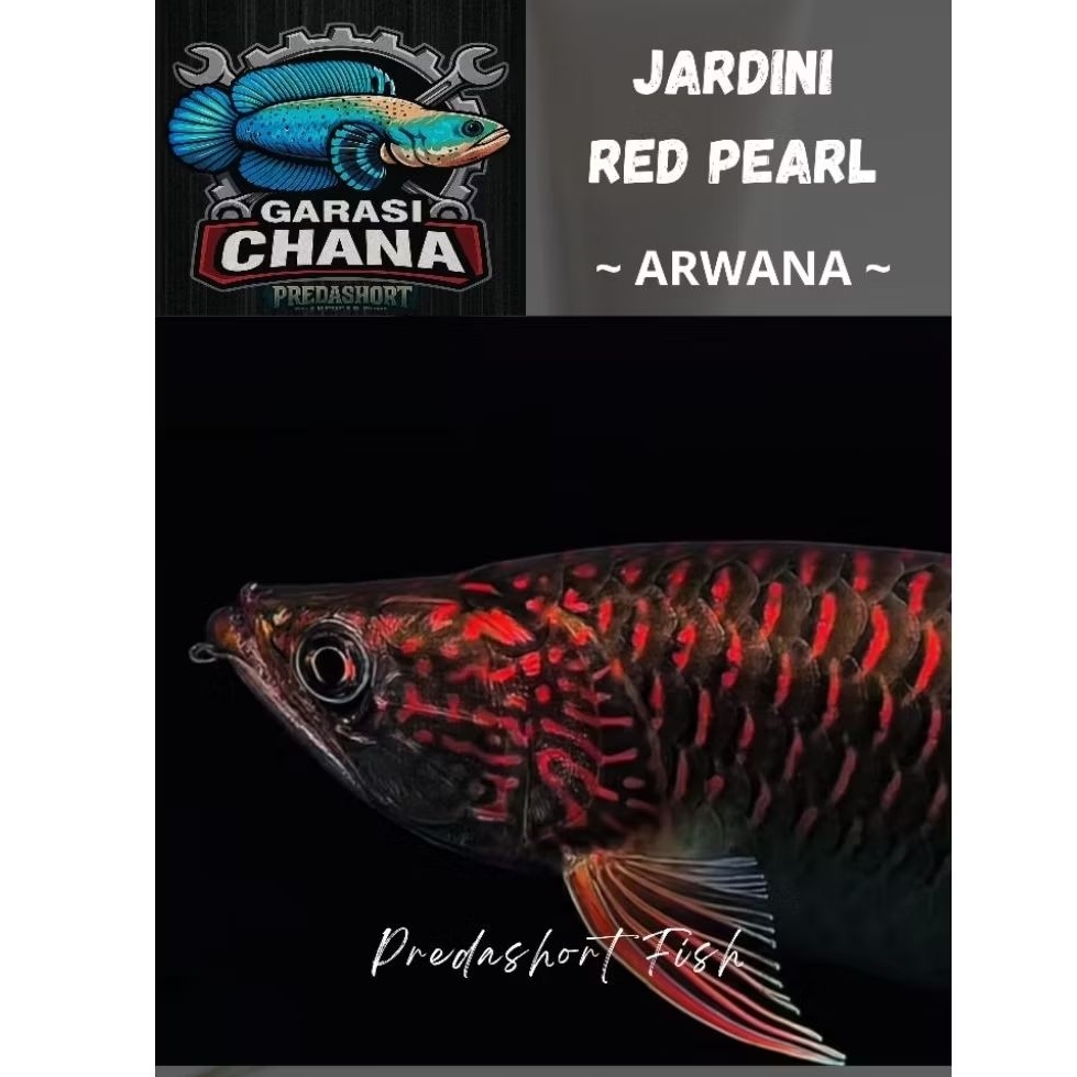 Ikan Hias Arwana Jardini Red pearl bergaransi pengiriman