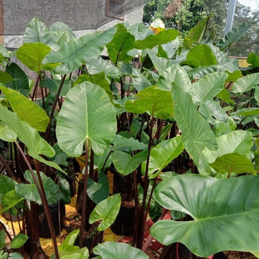 Tanaman Hias Bunga keladi Sente Hitam Siap Tanam Ukuran 30-50 Cm Dan 1 Meter