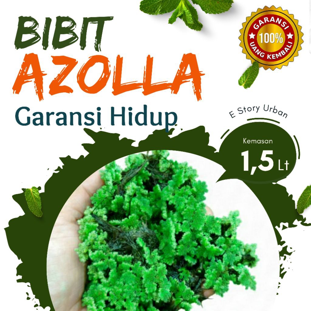 Bibit Azolla Super Pakan Ternak Unggas Ikan Ayam Bebek & Pupuk