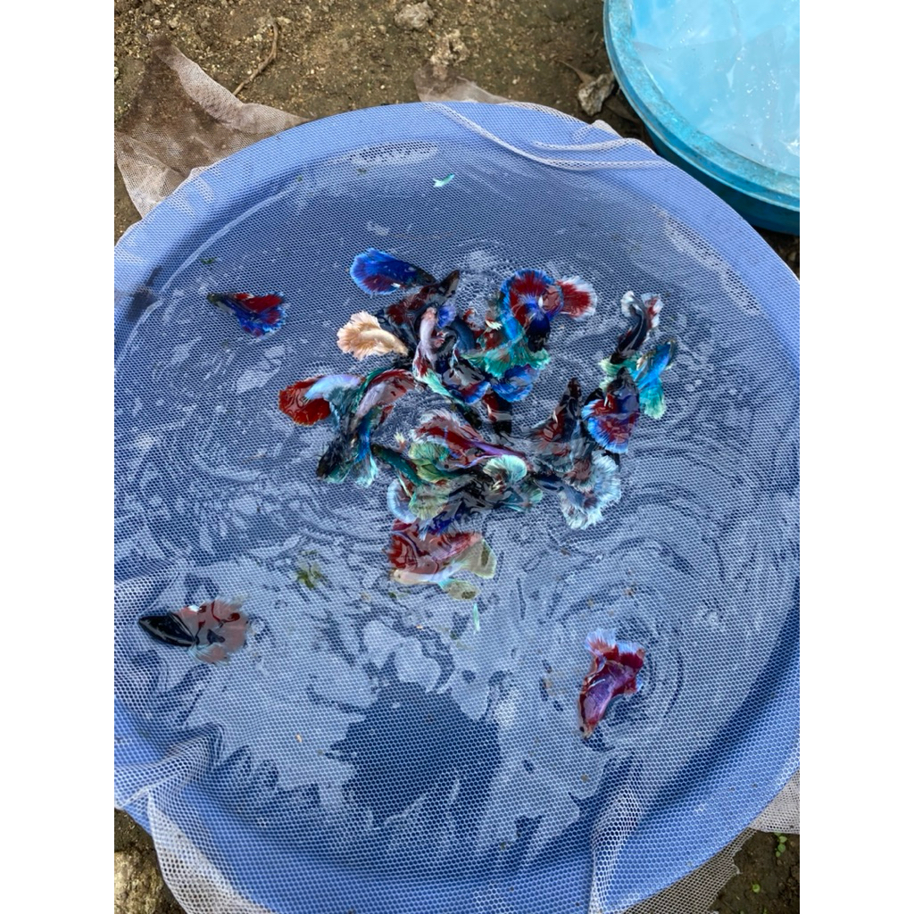 Cupang cendolan ukuran M+