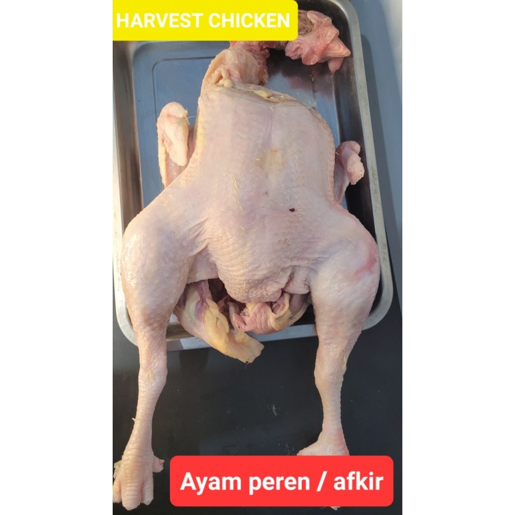AYAM PEREN |  AFKIR |  TUA |  PETELUR JUMBO  berat hidup +/-  4.2 kg