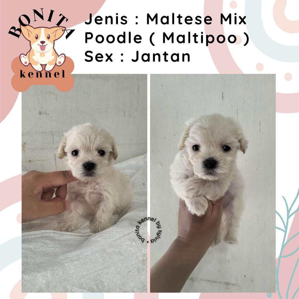 Maltipoo Poodle Mix Maltese Anak Anjing Maltipoo Jantan Betina