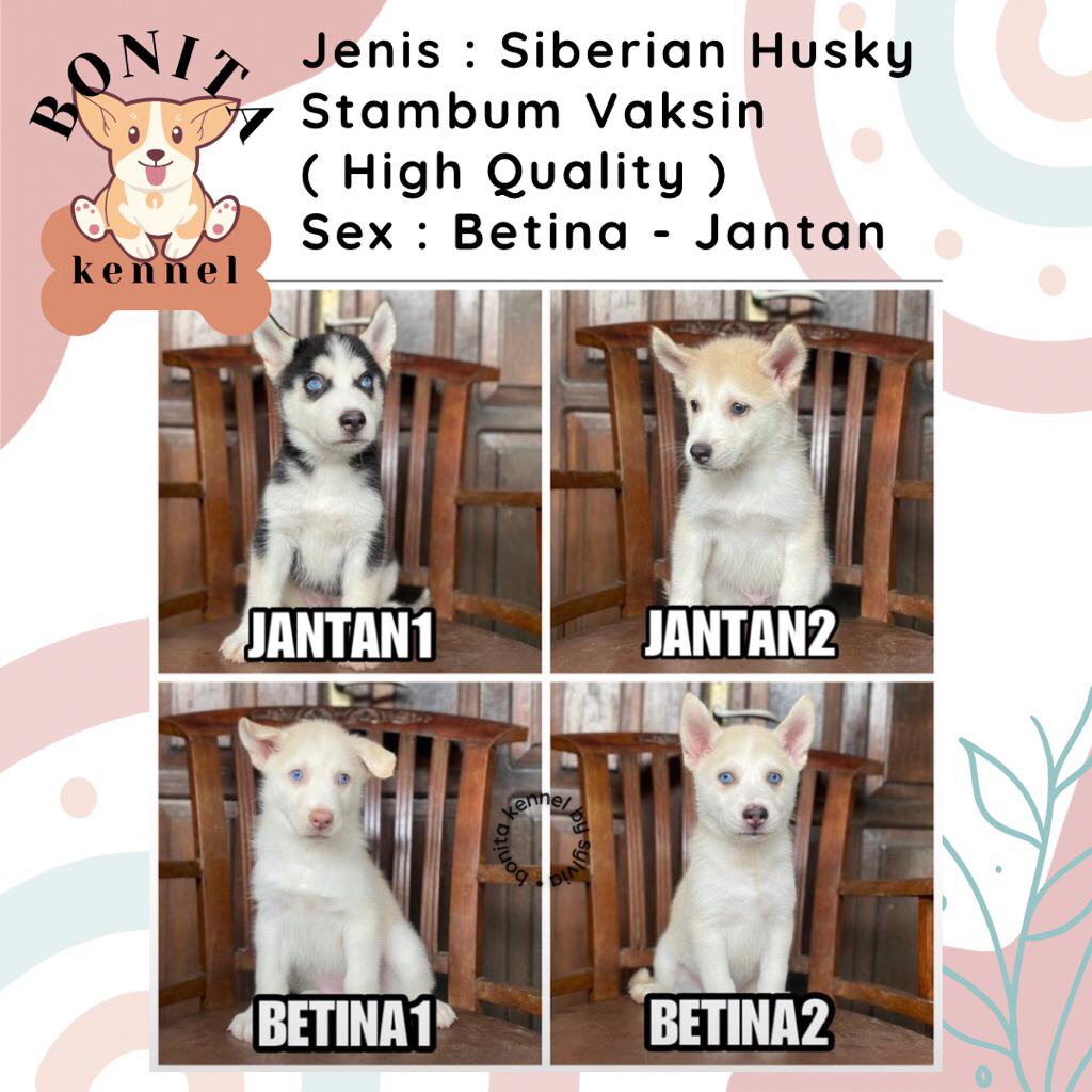 Siberian Husky Stambum Blue Eyes Jantan Flip Flop Betina Anak Anjing Husky