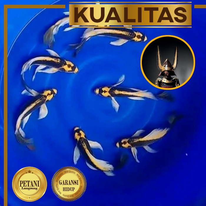 Koi Kabuto (L) Golden Slayer Ikan Hias Kolam Aquarium Aquascape Tanaman Air Tawar