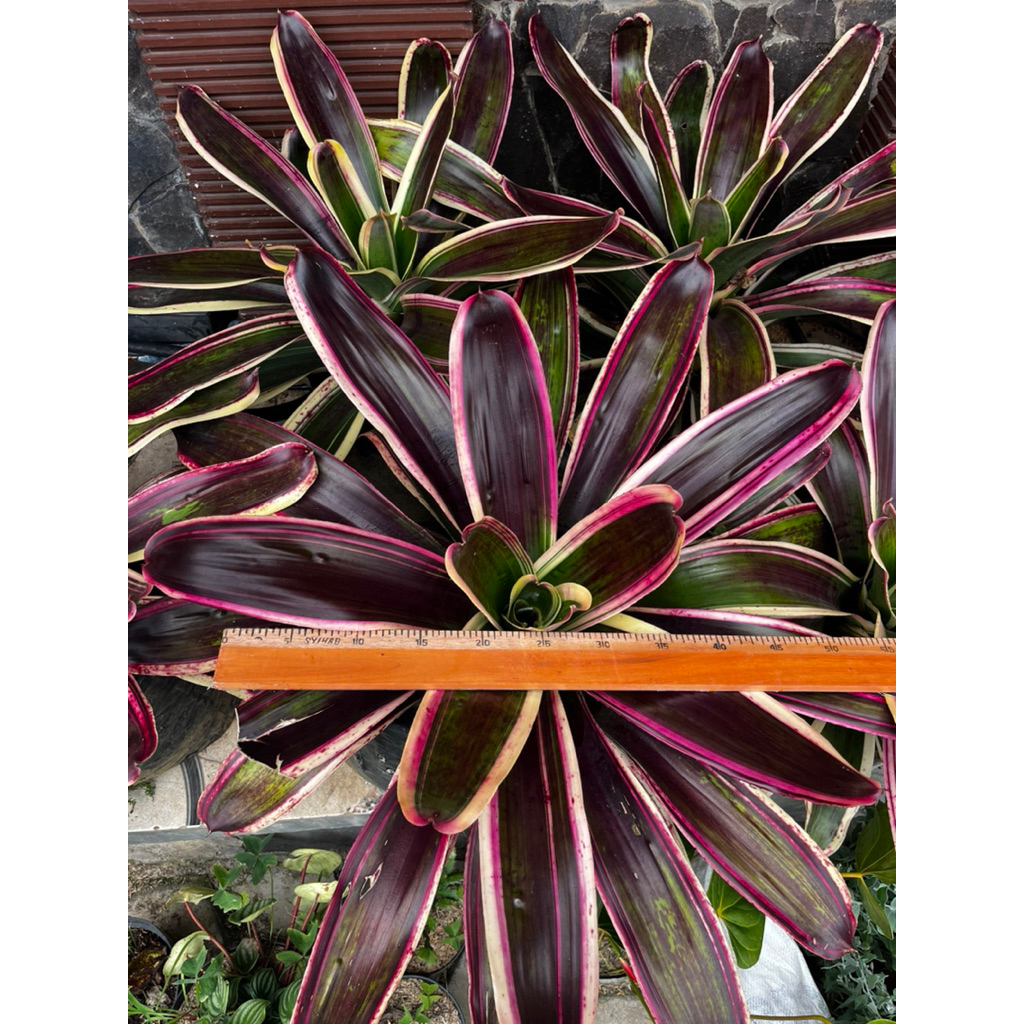 Bromelia Dorothy Jumbo Besar - Tanaman Hias Bromelia Dorothy Jumbo Besar - Bromelia Hias - Bromelia 