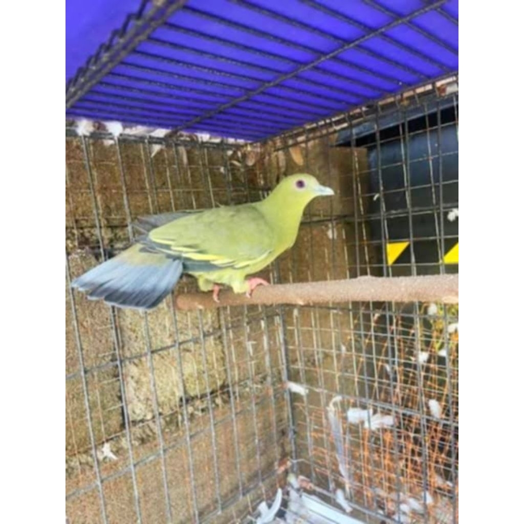 burung punai