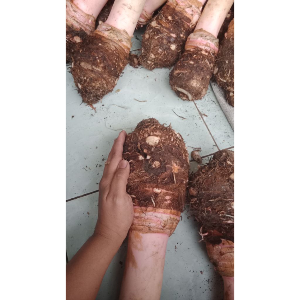Umbi Bentoel/Talas Fresh 1 kg +++