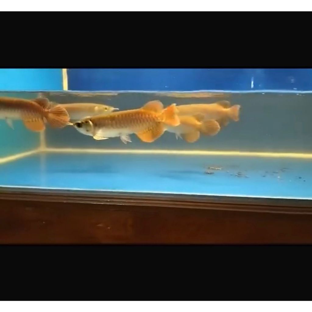 Ikan Arwana Super Red Ukuran ± 15 cm (TERMASUK SERTIFIKAT+ CHIP)