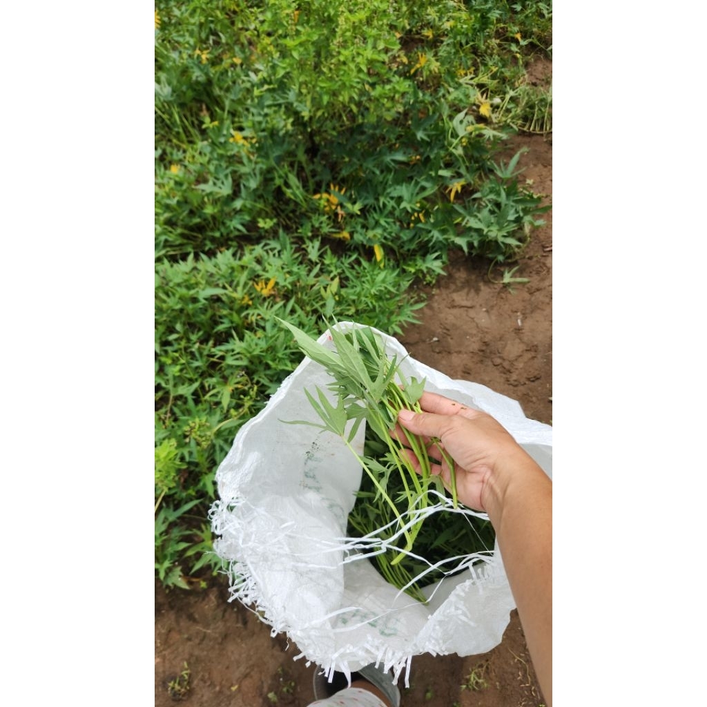 daun ubi rambat /Lung