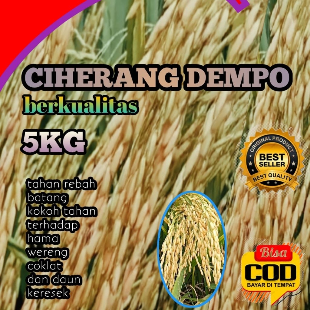 BENIH PADI CIHERANG DEMPO BERKUALITAS UNGGUL KEMASAN 5KG