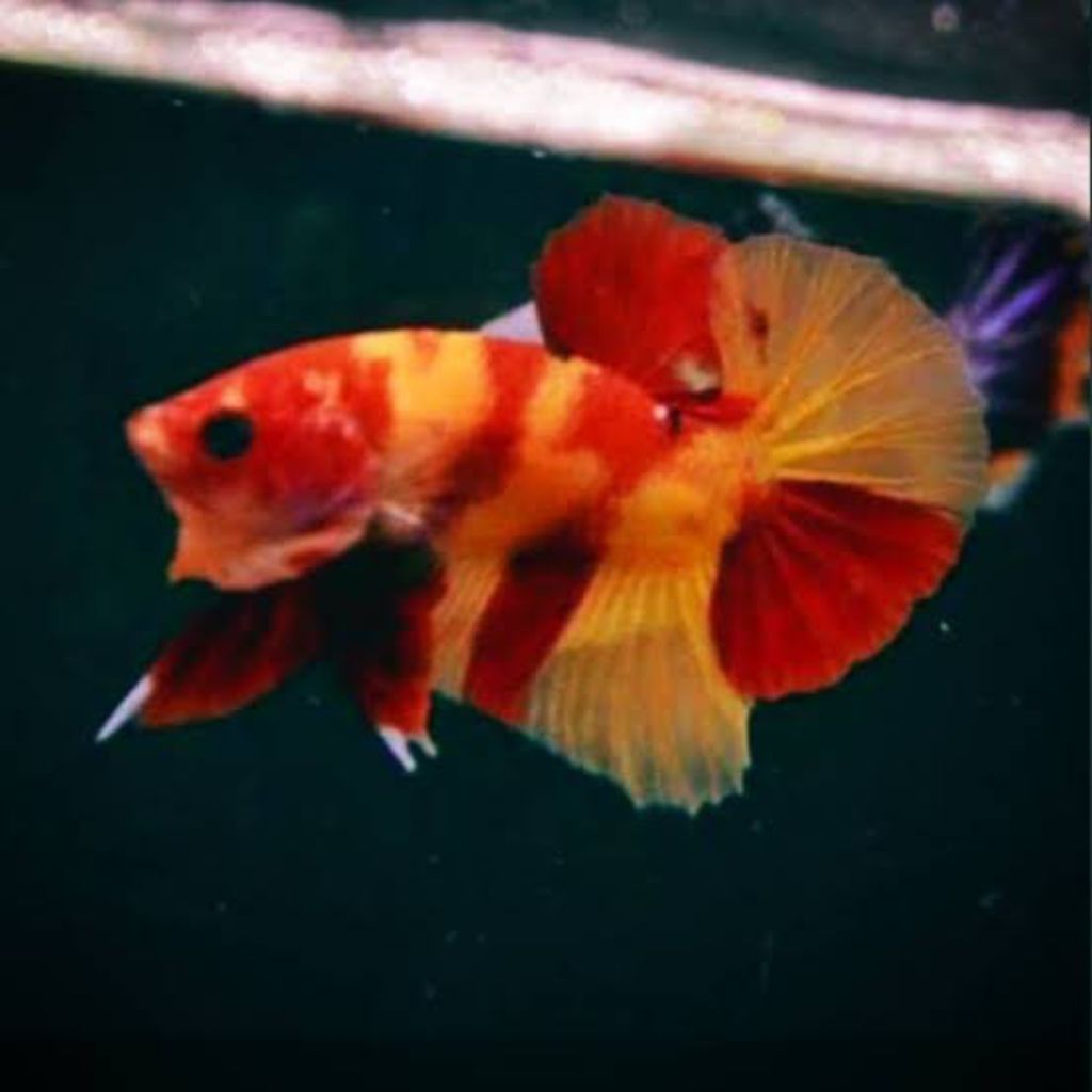 HMPK nemo multy hiasan aquarium+pelet
