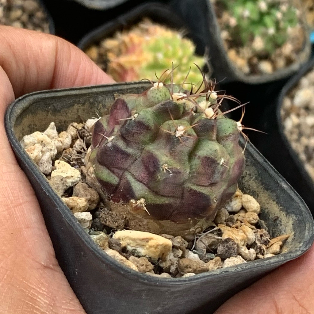 Gymnocalycium  purple daydream hybrid mihanovochii purple original kaktus gymno ori tanaman hias hid
