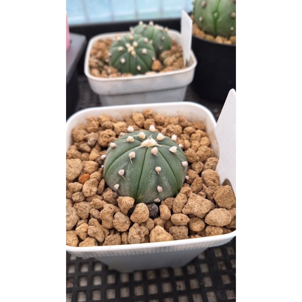 Astrophytum asterias var nudum (Tanaman + Pot + Media Tanam)