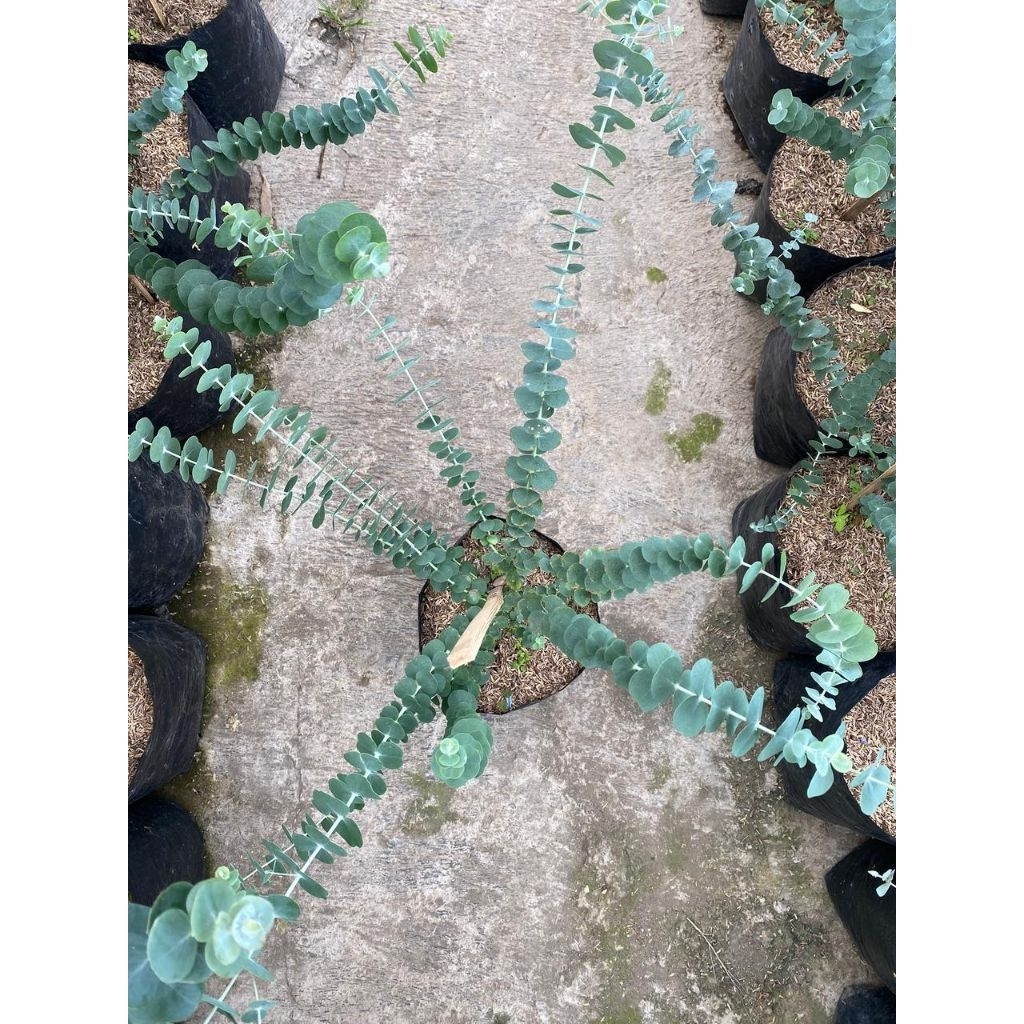 tanaman hias daun eucalyptus silver dollar