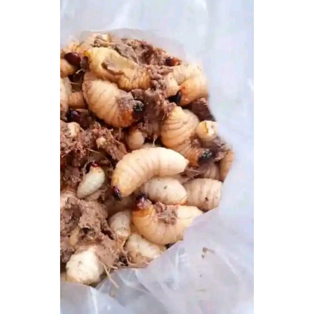 ulat sagu per ekor