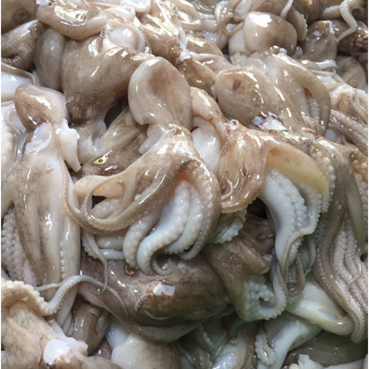 gurita ukuran sedang gurita segar fresh seafood