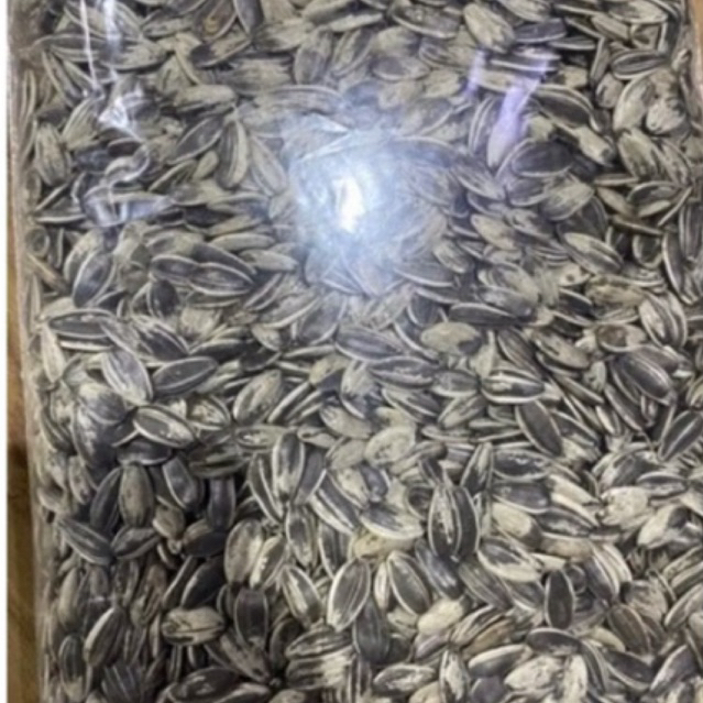 KUACI JUMBO XL SANGRAI BIJI MATAHARI SANGRAI TAWAR KUACI MATA HARI BESAR BIJI MATAHARI JUMBO BIJI MA