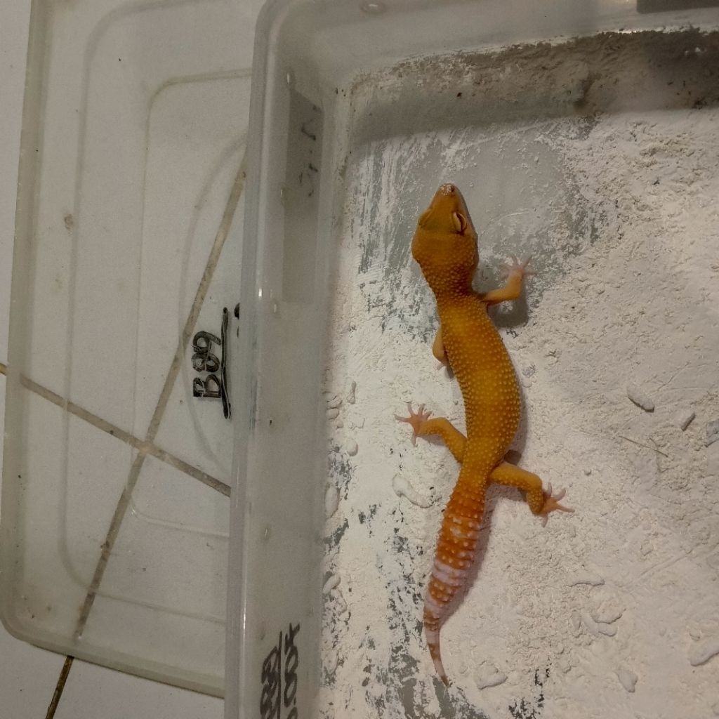 KOLEKSI GECKO SUNGLOW SUPERGIANT AA1