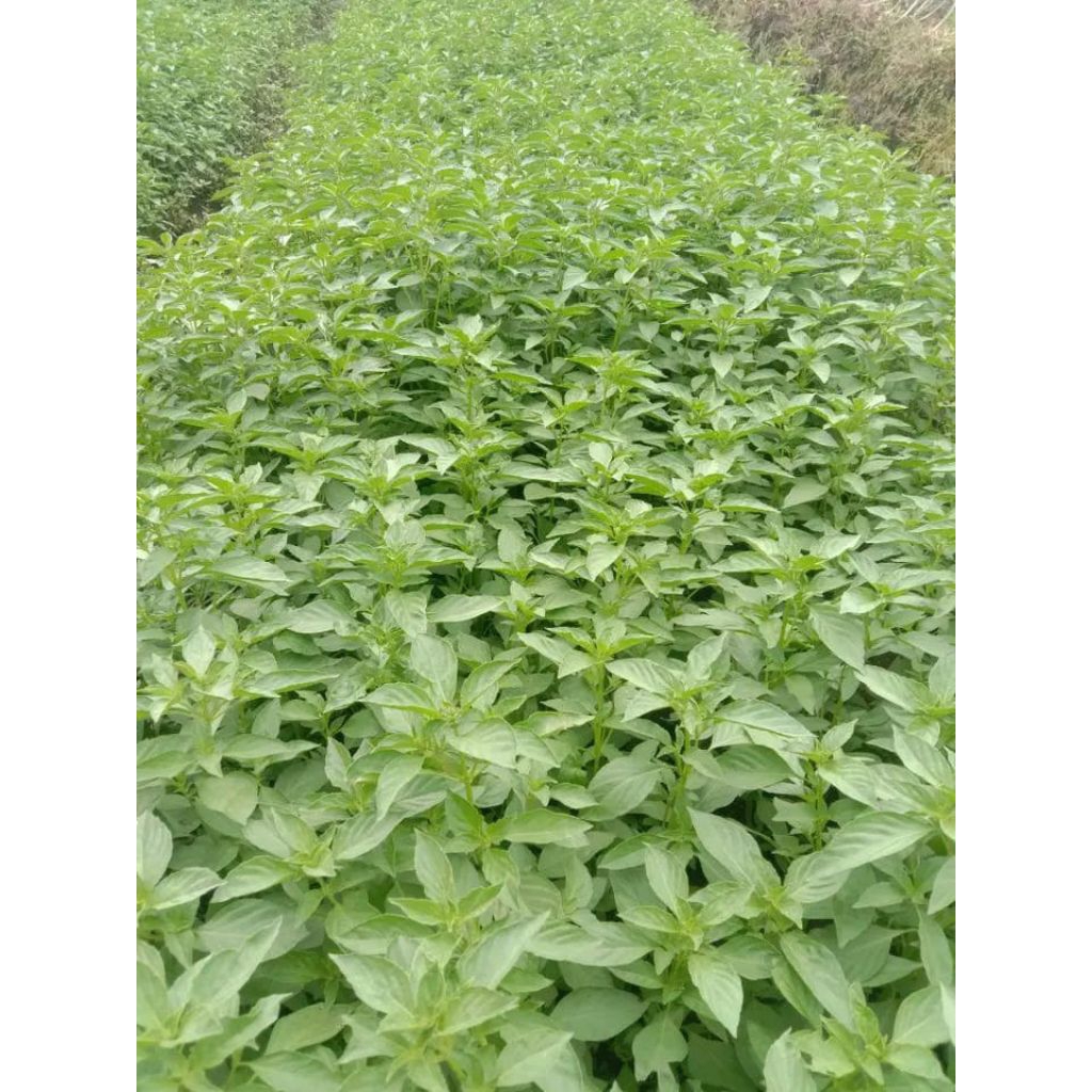 -+2000 biji kemangi lalap biji unggul kemangi sayur