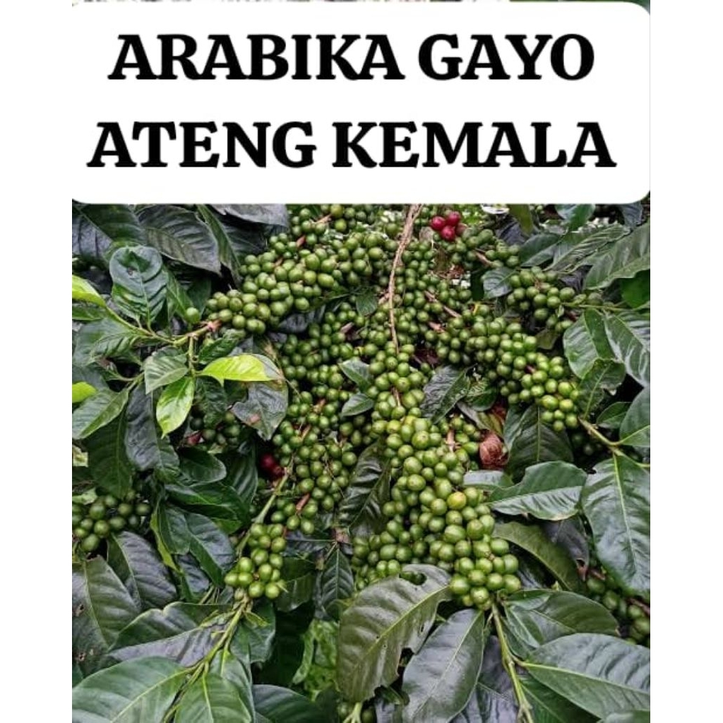 Bibit Kopi Arabika Gayo Ateng Kemala