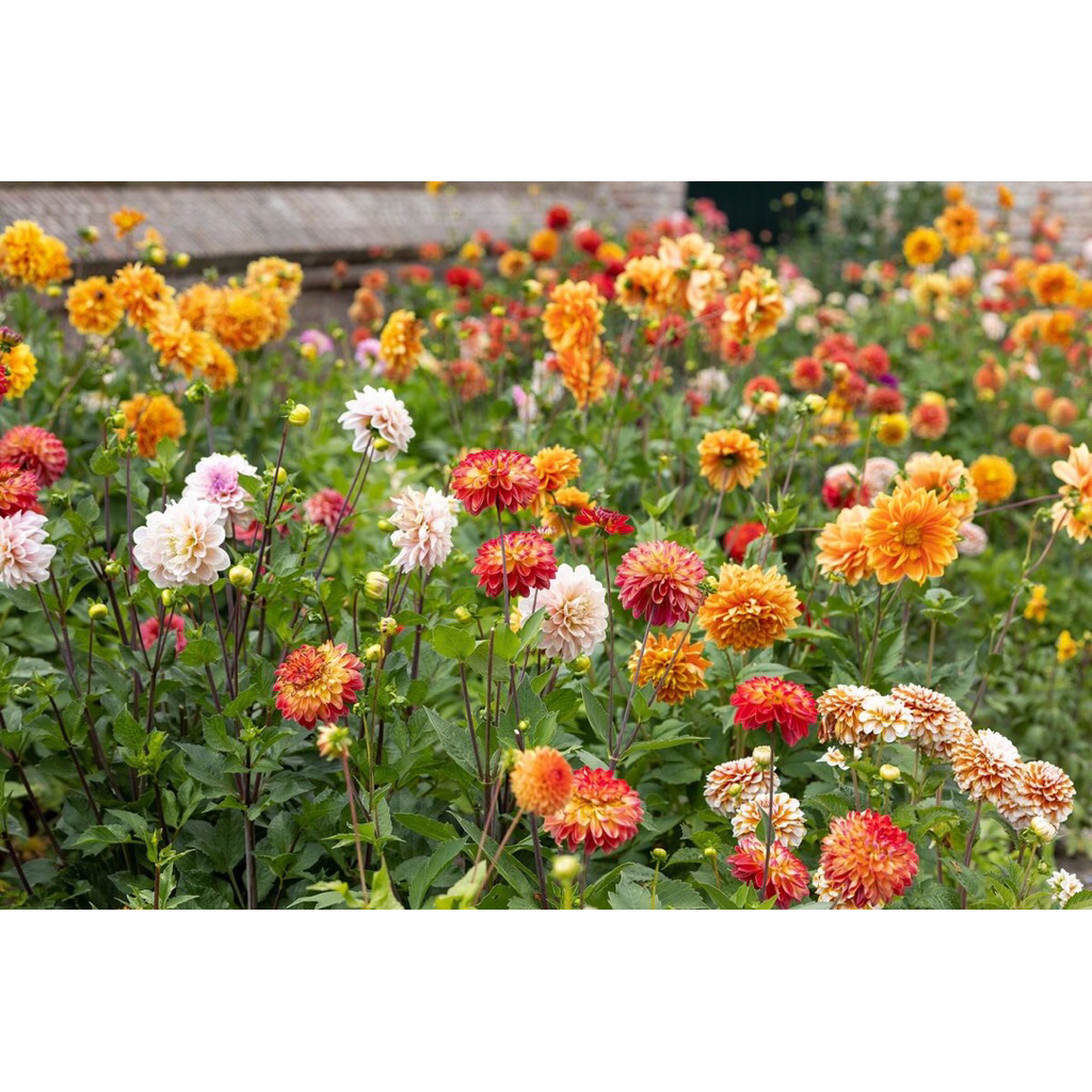 Benih Dahlia Dwarf Unwins Mix