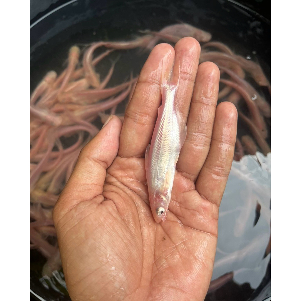 ikan patin albino