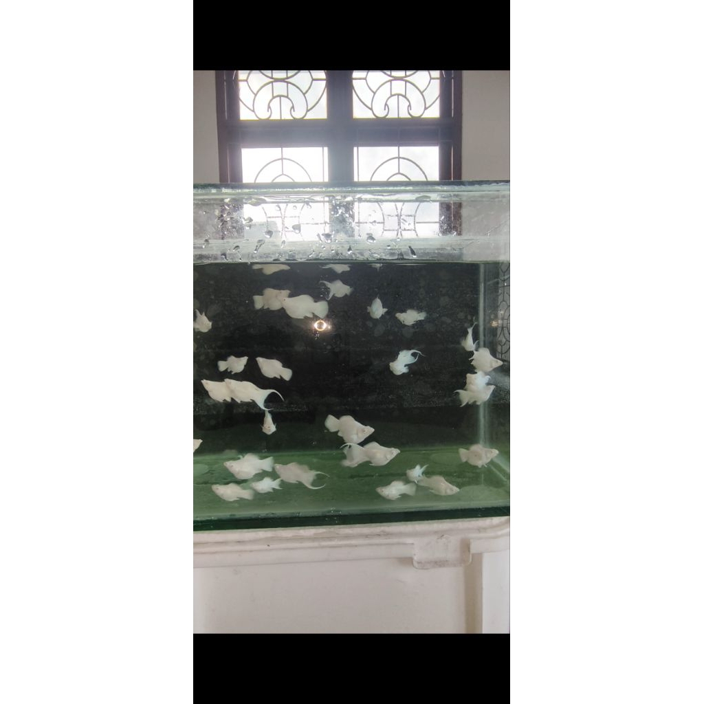 MOLLY PLATINUM ALBINO MATA KRISTAL (1 pasang)