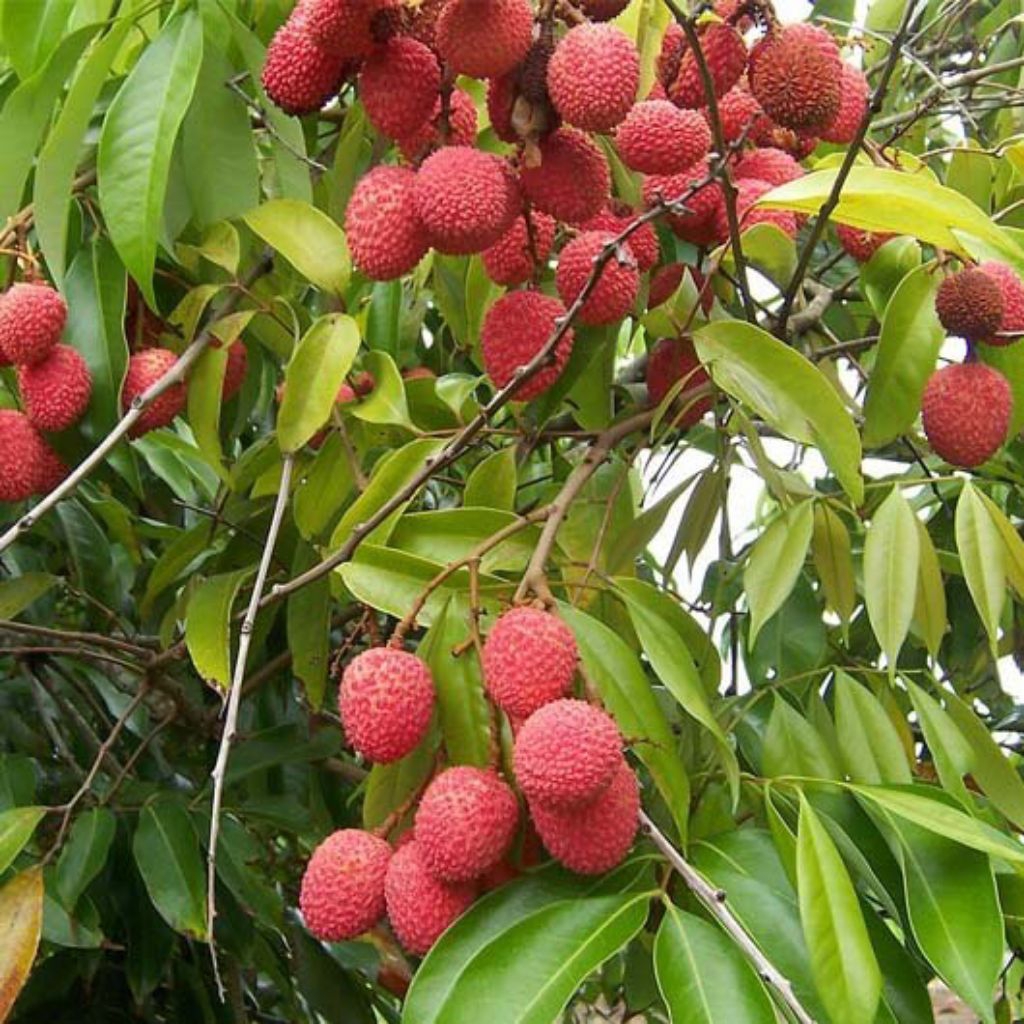 bibit leci merah hasil cangkok sudah siap bawa bunga buah