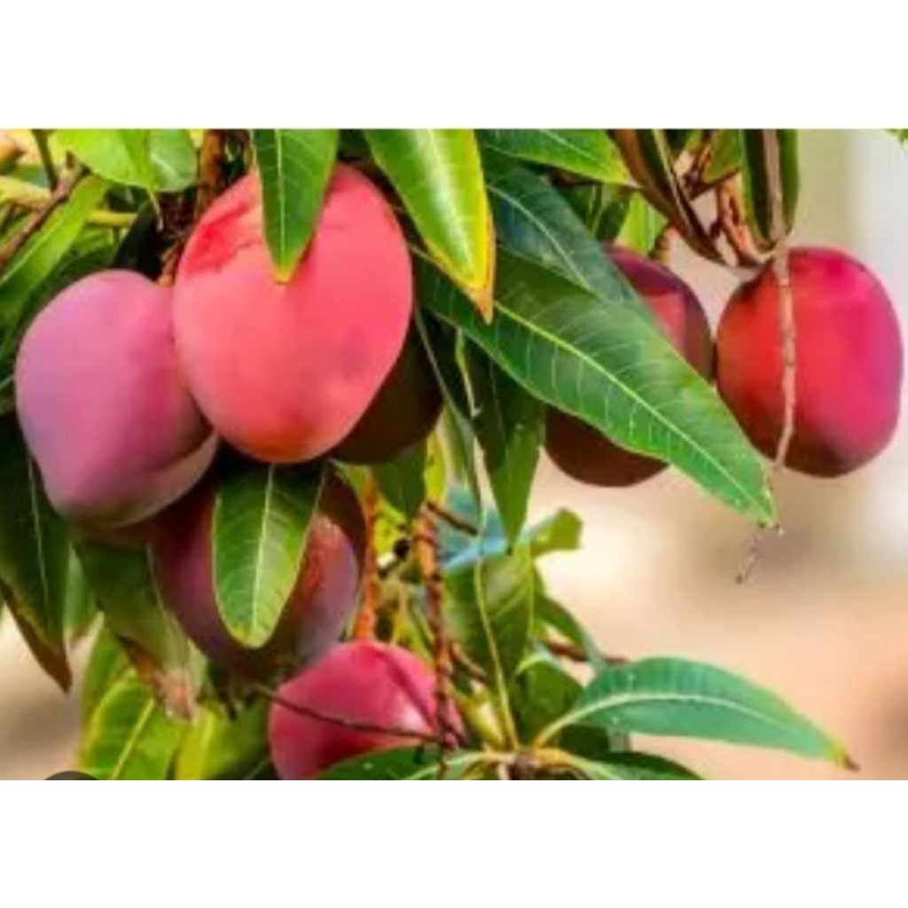bibit mangga Miyazaki hasil okulasi cepat bawa bunga buah