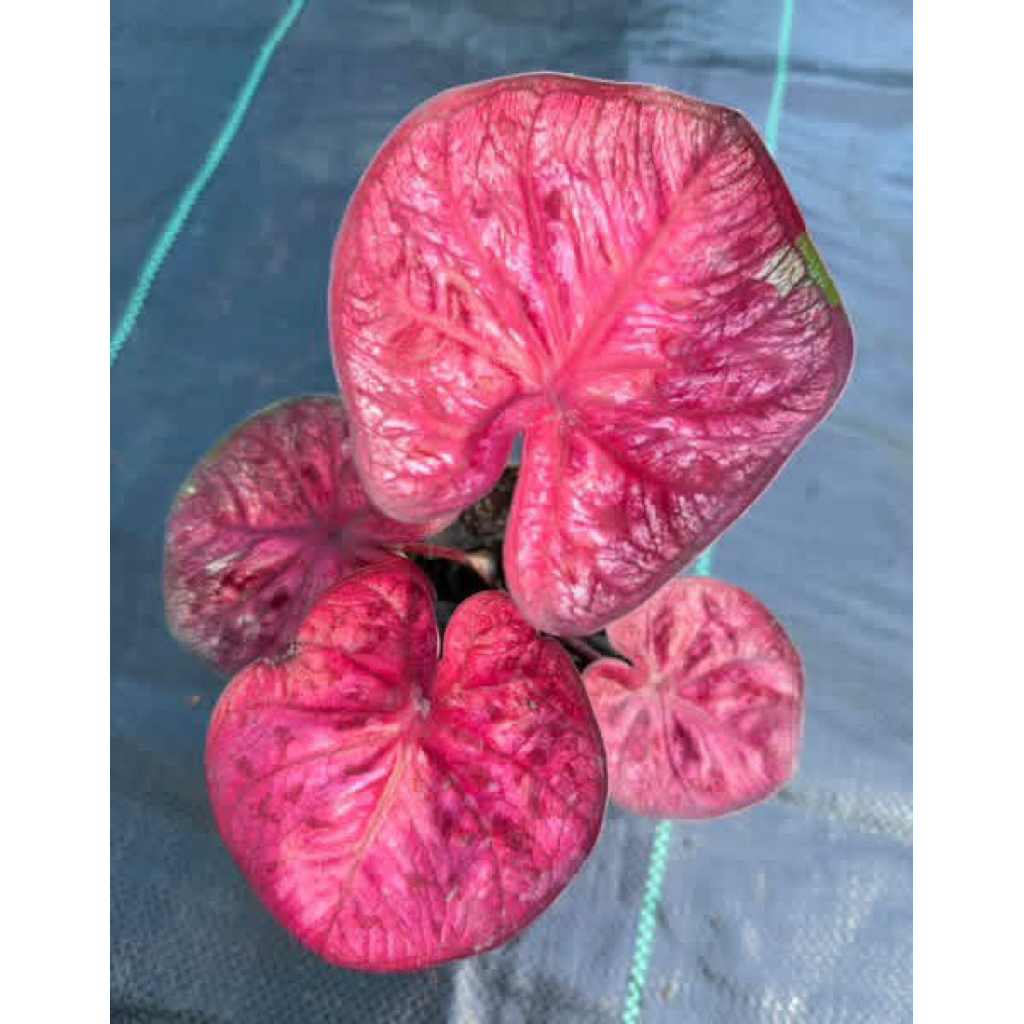 caladium thai series