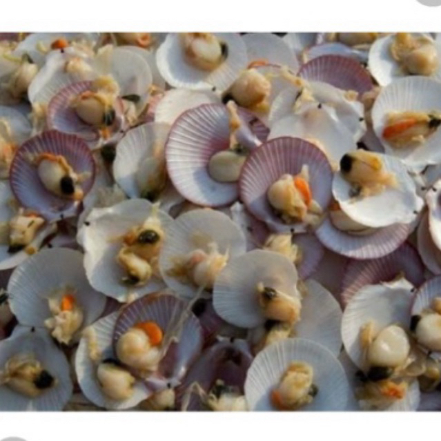 Kerang simping
