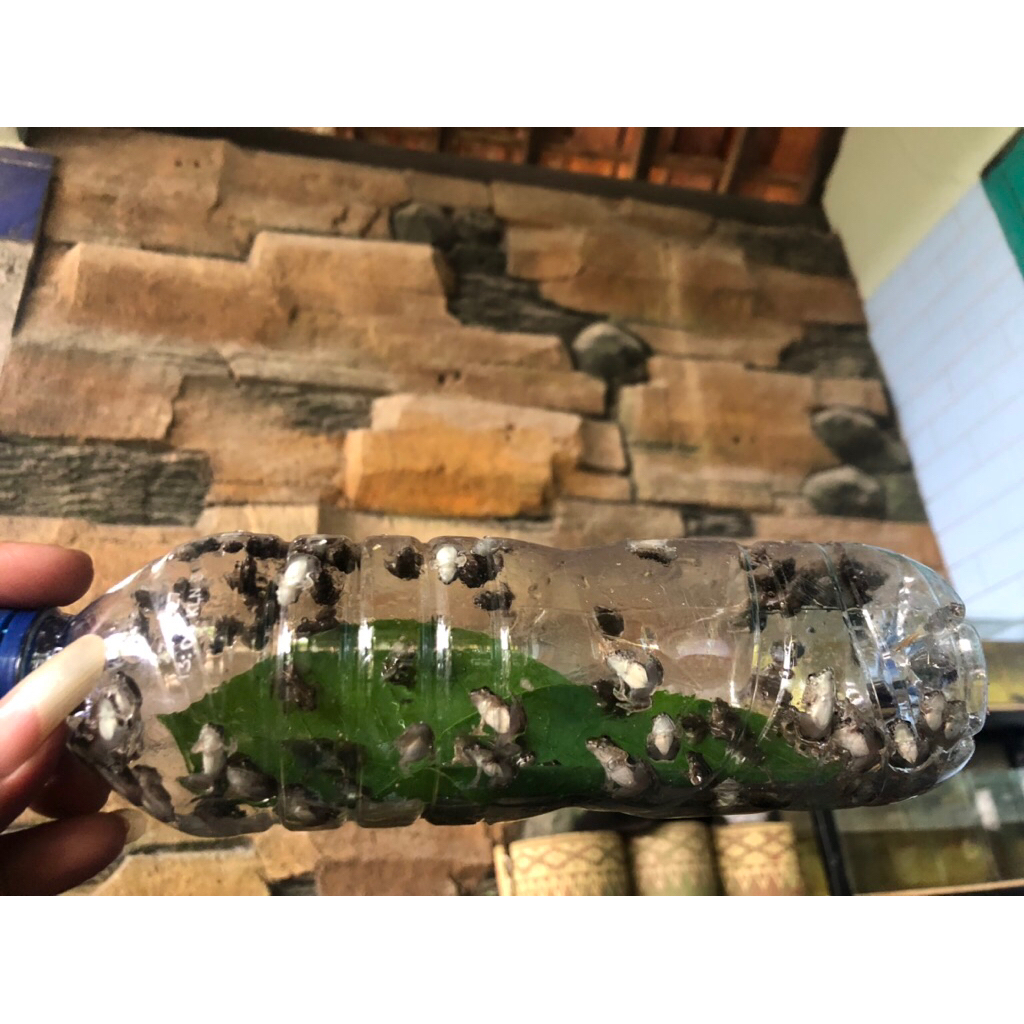 kodok sawah hidup size 0,5 1cm 2cm 3cm