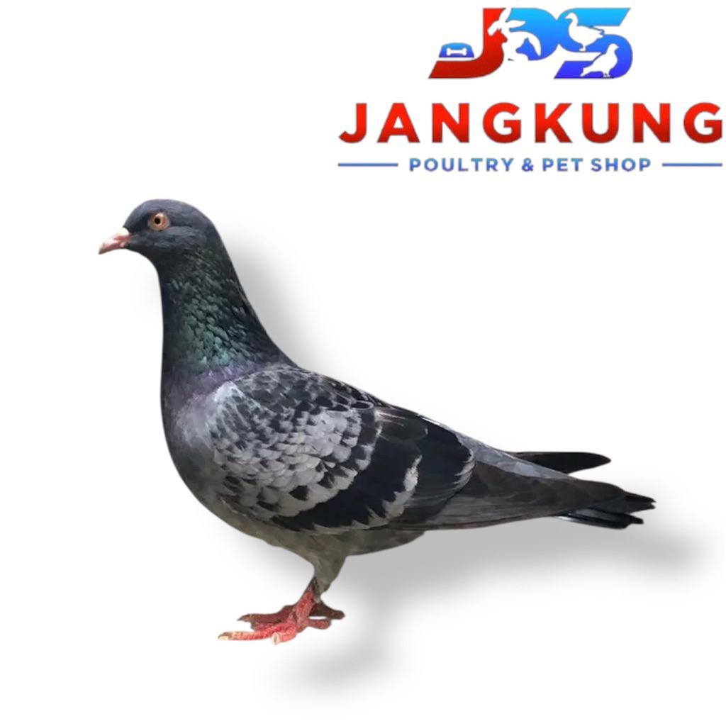 Burung Merpati Betina Lenjeh Hidup Burung Dara Betina Sudah Lenjeh Hidup Harga Per Ekor