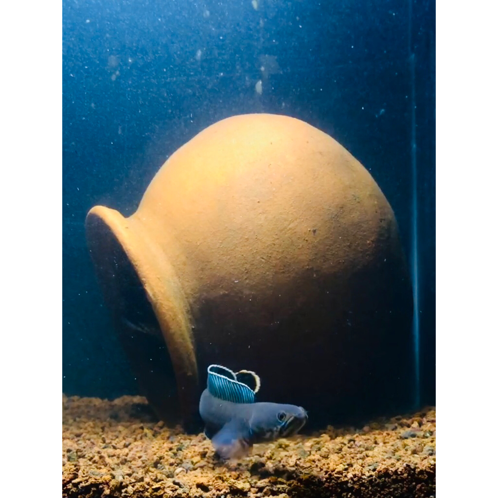 Chana Andrao size 4-6cm